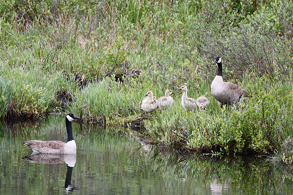 Goslings_3271