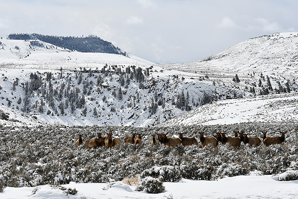 Blue Mesa Elk_2649