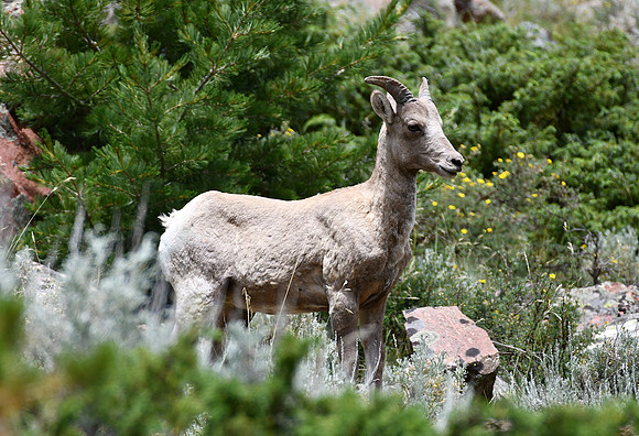 Bighorn Sheep_3754
