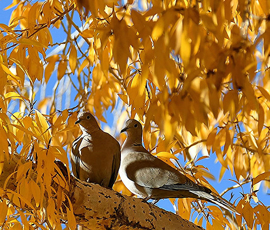 Doves