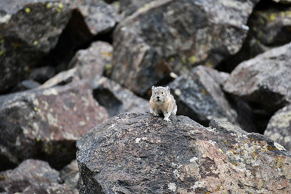 Pika_8187