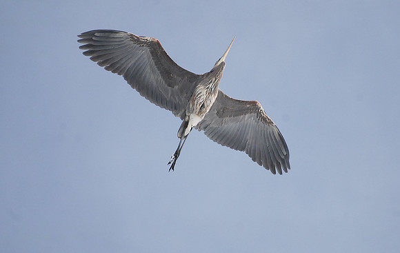 Great Blue