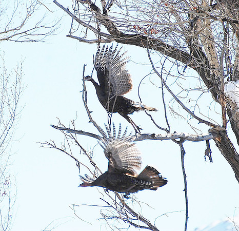 Wild Turkeys too