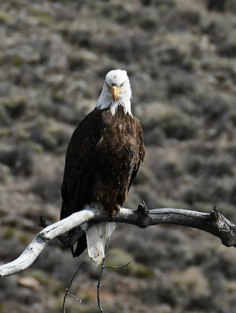 Contemplation_2578