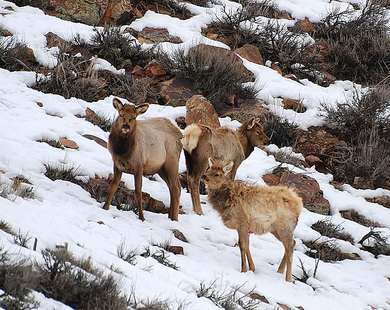 New Elk Member_0282