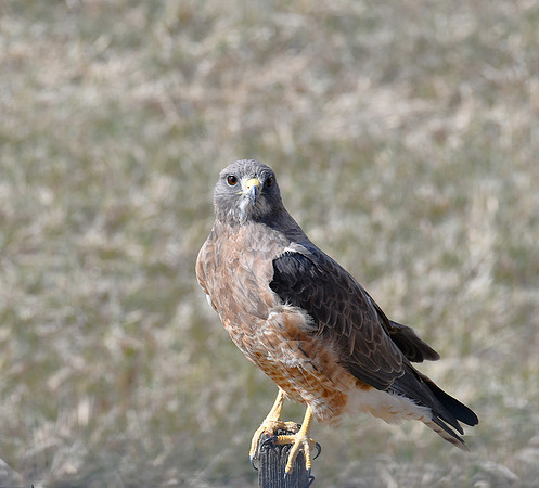 Pretty Swainson Hawk_6314