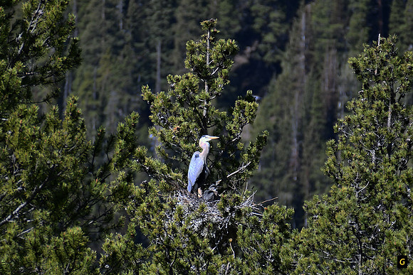 Great Blue Heron Nest_8225