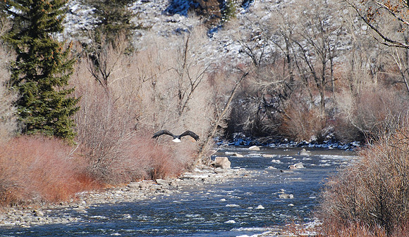 Soaring the Streams _0569