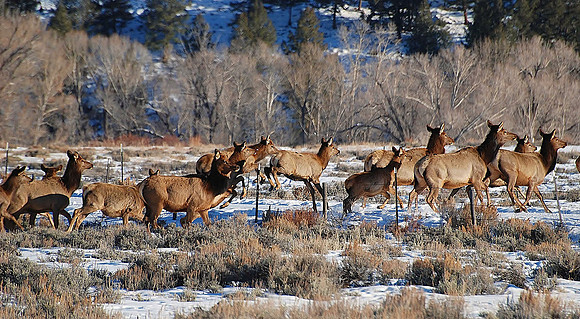 Elk 0004