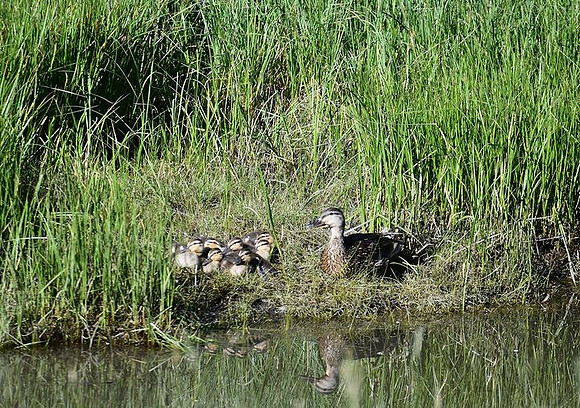 Ducklings along the Slate River