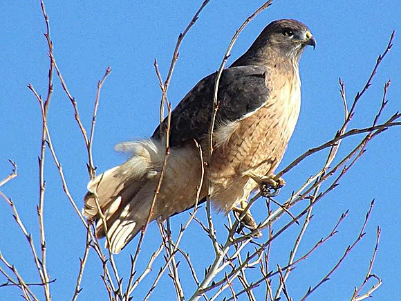 Swainson hawk