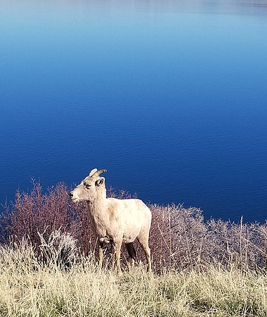 Bighorn Ewe at Blue Mesa after hike 20240414_163934