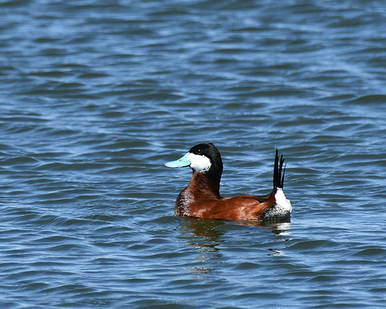 Ruddy duck _1912