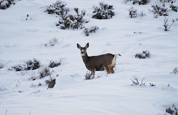 Doe _0105