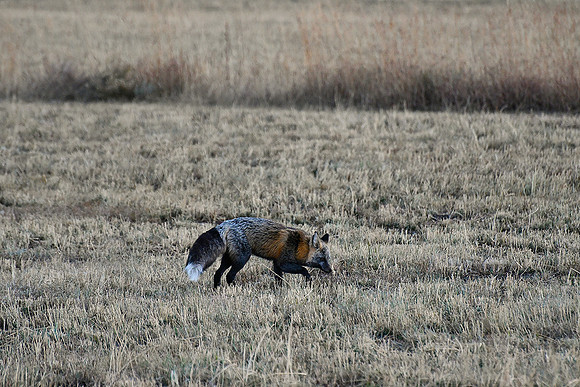 On The Prowl _3459  2