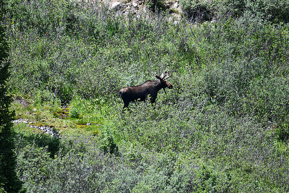 Being a Moose_1268