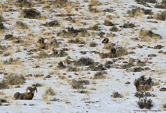 Rams resting