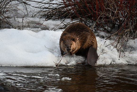 Big Male Beaver_2414