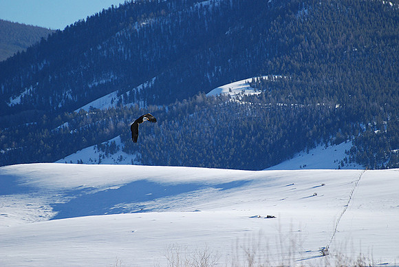 Freedom_0151
