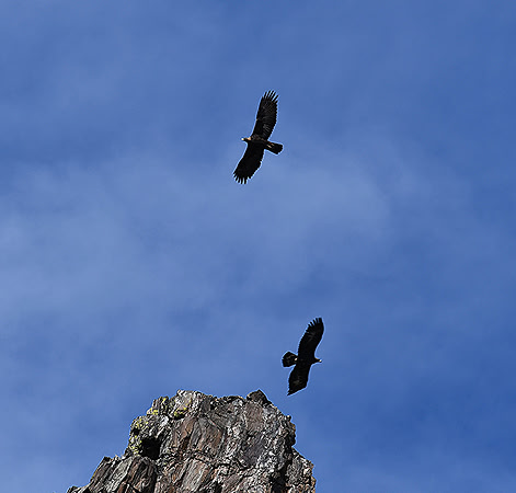 Mate Golden Eagles_7769
