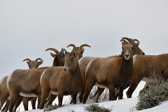 Small herd_0936