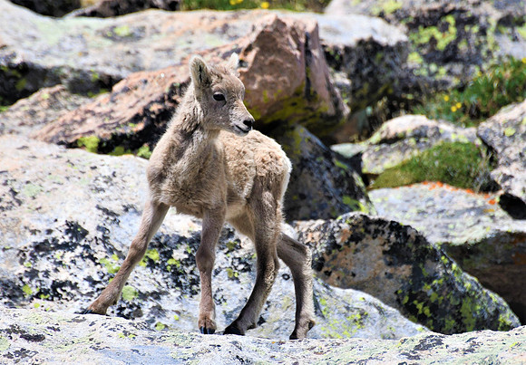 baby lamb