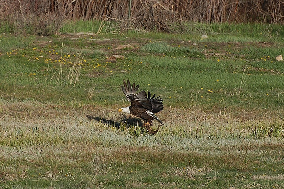 Eagle with giant fish