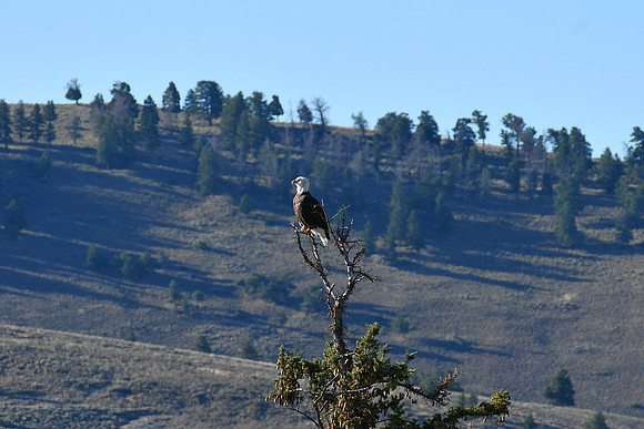 Watching for Her Mate_8555