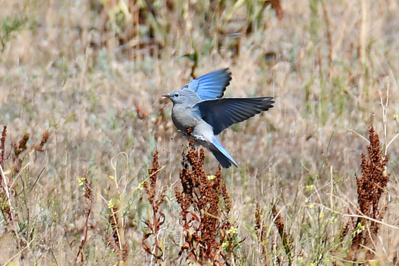 Mountain Bluebird_7936