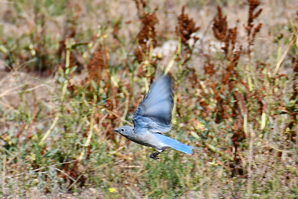 Flight_7962