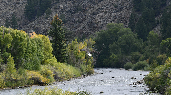 Eagle over Gunnison River_7841