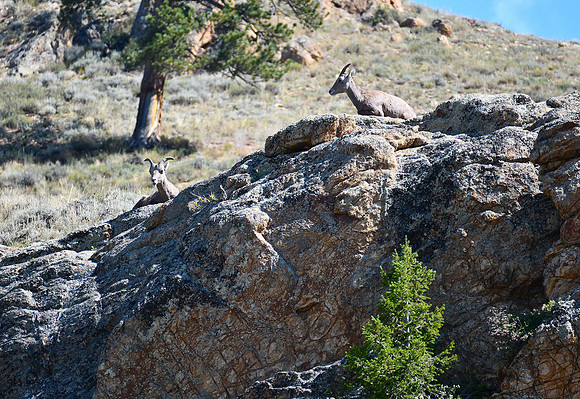 Bighorns Relaxing_8020