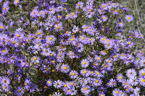 Purple mini daisies_7633