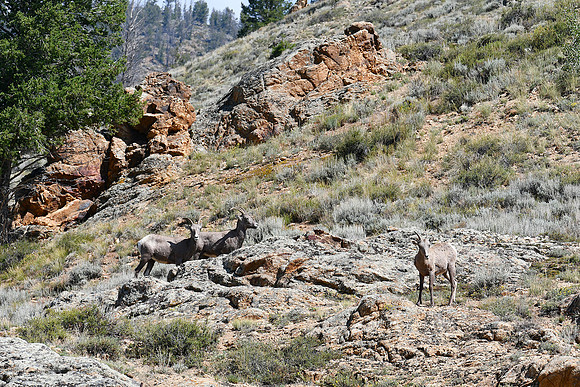 Bighorns Moving_7995