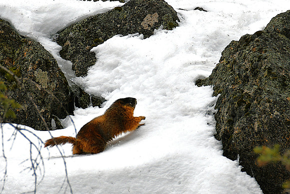 Snow?_4579