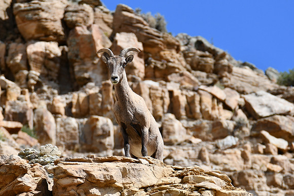 Awesome Bighorn Ewe_9025