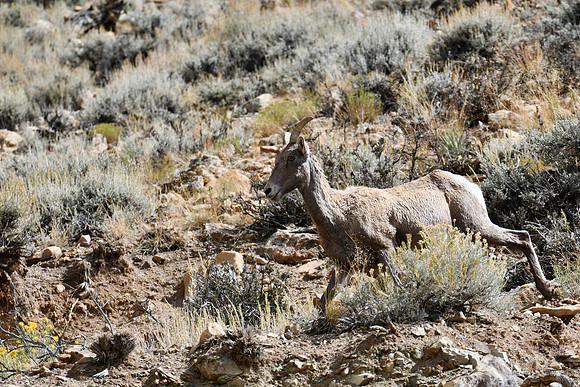Swiftly_9052