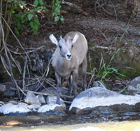 Bighorn Sheep Lamb_8888