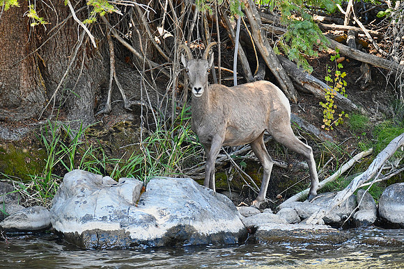 Riverside_8936