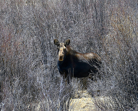 Cow Moose in Spring Willows_7175