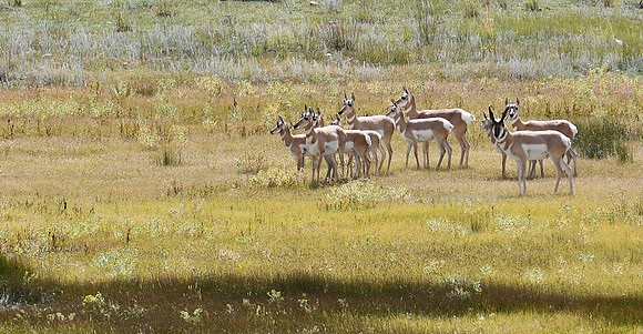 Pronghorn_9527