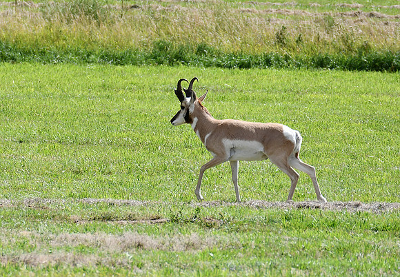 Pronghorn Buck_9412