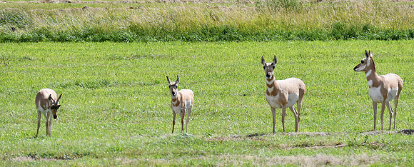 Pronghorn Fawns_9387
