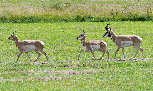 Beautiful Pronghorn_9405