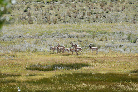 Pronghorn Perspective -9583
