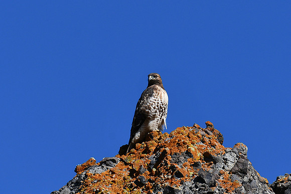 Vibrant Hawk_9646