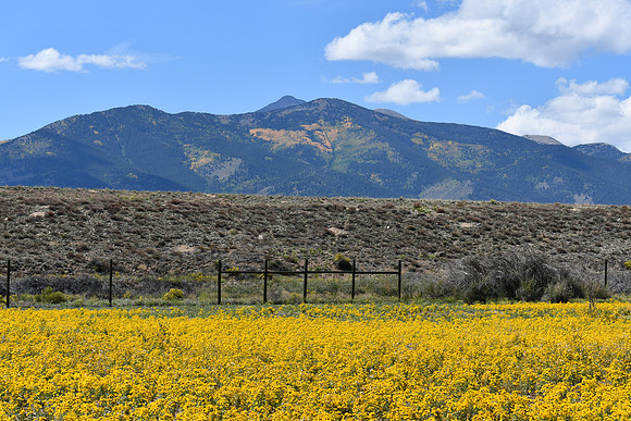 Meadow Gold _9874
