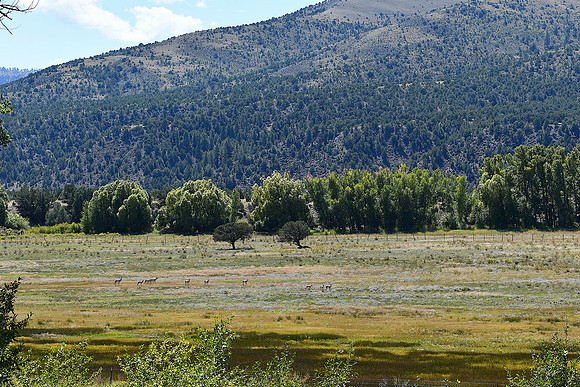 East of Monarch_9845