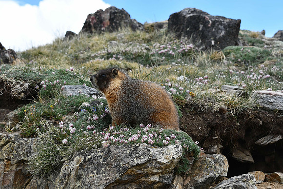 Yellow-bellied Marmot at RMNP_1077