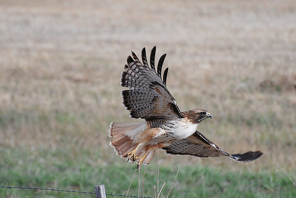 Red-tailed Hawk_0231.000